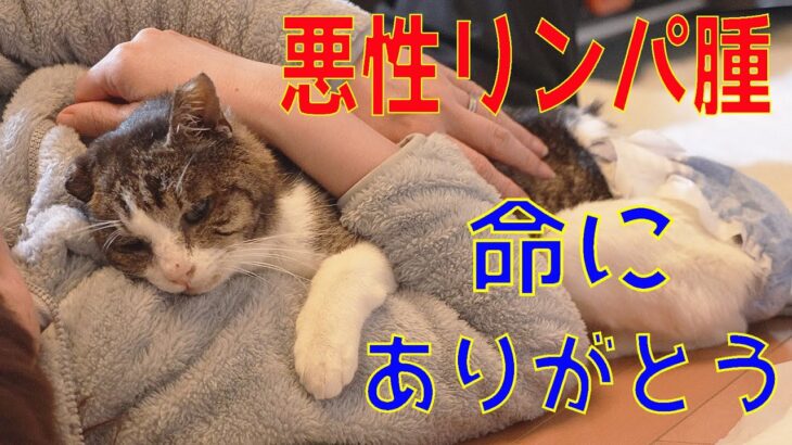 野良猫は子猫も成猫も病気と向き合えないのか？向き合えたときは危篤なのか？