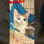 🎶🎵があります。里親募集中子猫ちゃん兄弟　土日は午後からご予約不要❣️逢いに来てニャ😸😸💕