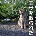 子猫がエサを奪われた!?最終的に子猫は…