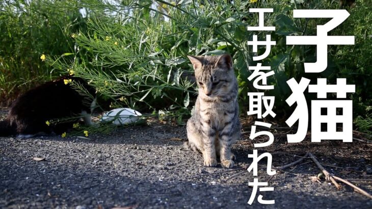 子猫がエサを奪われた!?最終的に子猫は…