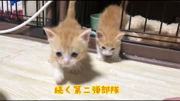 【子猫 マンチカン】お外に出たすぎてたまらないベビーズが可愛すぎた