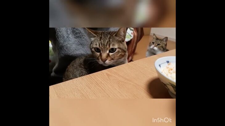 《猫おもしろかわいい》食べたいなぁ…