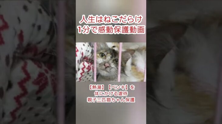 熱湯・ペンキをかけられた母猫と子猫緊急保護