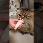 大きなササミをまるごとくわえて放してくれない猫🙀www＃shorts ＃チンチラゴールデン