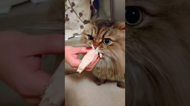 大きなササミをまるごとくわえて放してくれない猫🙀www＃shorts ＃チンチラゴールデン