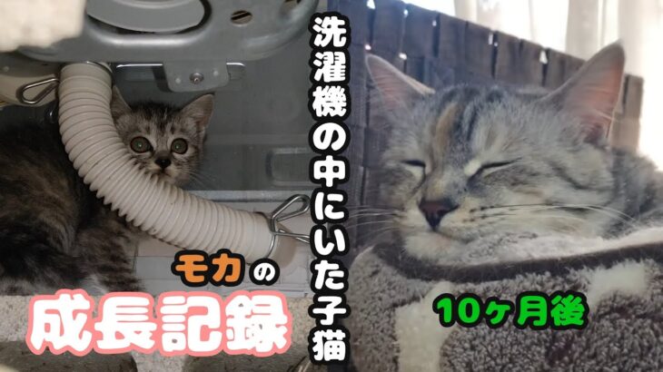 猫紹介🐈モカ…洗濯機の中にいた子猫『モカ』10ヶ月の成長日記