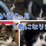 [保護子猫] 保護から10ヶ月　１歳になった子猫たちの成長記録