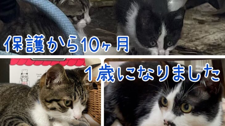 [保護子猫] 保護から10ヶ月　１歳になった子猫たちの成長記録