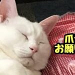 【ぬこん家のねこ153】ネイルサロン　ねこまた家の猫全員集合