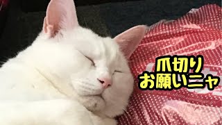 【ぬこん家のねこ153】ネイルサロン　ねこまた家の猫全員集合