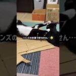 【ぬこん家のねこ159】猫vs父ちゃん　#shorts