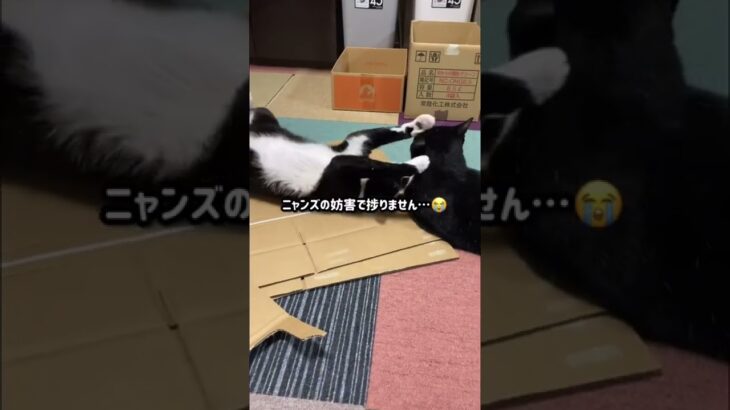 【ぬこん家のねこ159】猫vs父ちゃん　#shorts