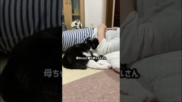 【ぬこん家のねこ164】猫と母ちゃん、いざ夢の中へ　#shorts