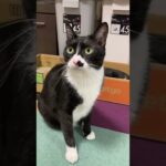 【ぬこん家のねこ171】猫にもそれぞれ考えというものがございます　#shorts