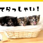 2022年5月22日21時00分～（予定）★子猫の卒園ライブ