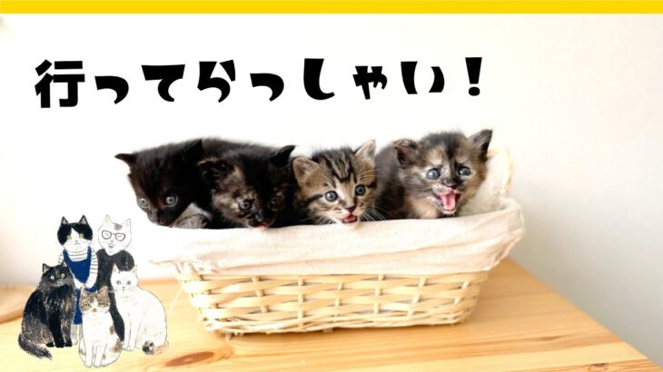 2022年5月22日21時00分～（予定）★子猫の卒園ライブ