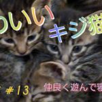 かわいい4匹のキジ猫ちゃん😺　#猫のいる暮らし