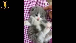 CATS 🐱😍 かわいい猫 –  おもしろ猫 – Cutest Cats – Funny Cats #EP12