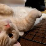 【癒し猫動画】今週のぴろくん、ぺろぺろシーン多め【Healing cat video】This week’s Piro-kun, a lot of licking scenes