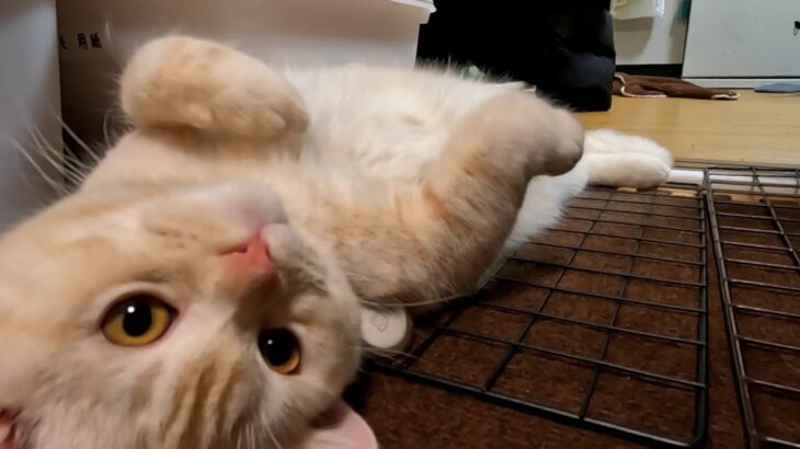 【癒し猫動画】今週のぴろくん、ぺろぺろシーン多め【Healing cat video】This week’s Piro-kun, a lot of licking scenes