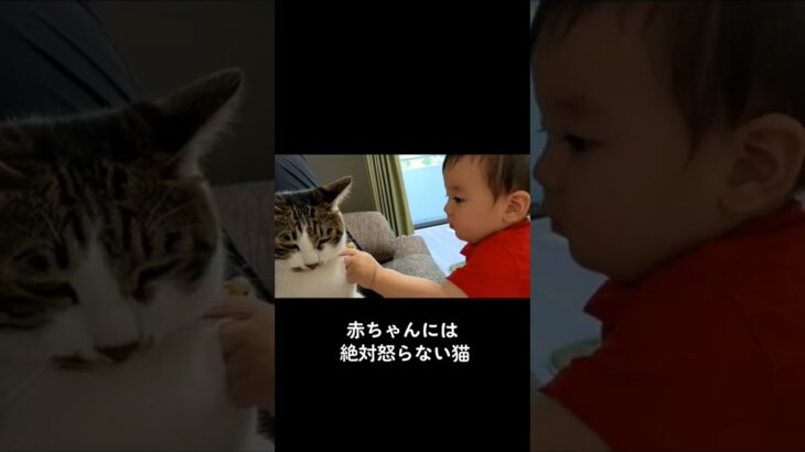 かわいい赤ちゃんと猫 #Short