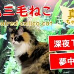 三毛猫の外世界への憧れ「深夜TV」おまけ付