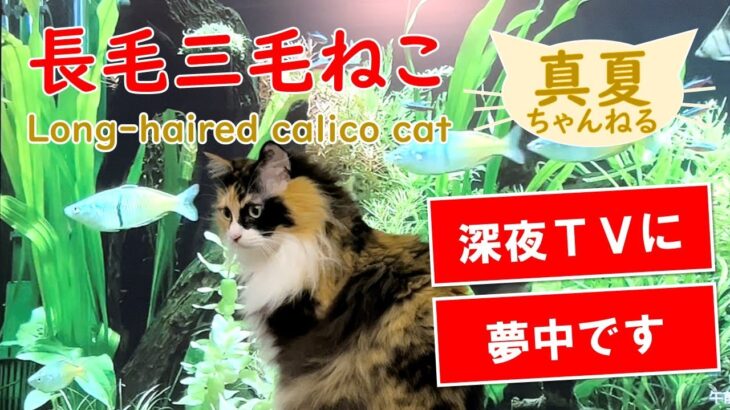 三毛猫の外世界への憧れ「深夜TV」おまけ付