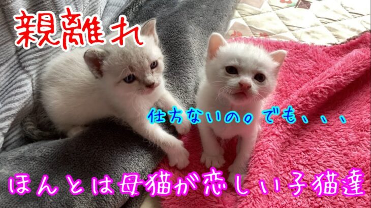 【保護猫】白い子猫達は甘えっ子でした　White kittens who were spoiled children.
