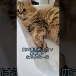 【癒し猫動画】洗い場でくつろぐ猫…冷たくて気持ちいい～!