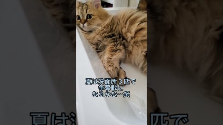 【癒し猫動画】洗い場でくつろぐ猫…冷たくて気持ちいい～!