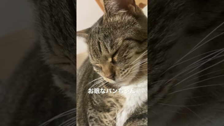 猫の癒し