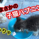 子猫ちゃんのハプニングストーリー💓