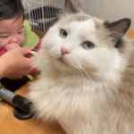 赤ちゃんの麦茶デビューを見守る猫がかわいい【ラグドール】