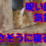 【おもしろ動画】呪い顔で気持ちよさそうに寝る猫。