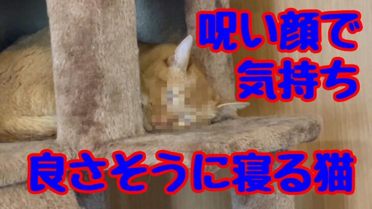 【おもしろ動画】呪い顔で気持ちよさそうに寝る猫。