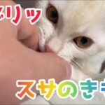 [スサノオ] 愛猫スサの癒し動画