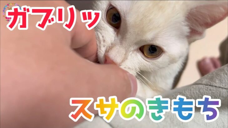 [スサノオ] 愛猫スサの癒し動画