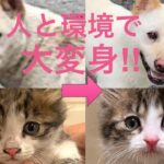 【150】威嚇連発の保護子猫、痩せ怯えていた放浪犬が保護数日で見違える姿に☆もし迷い犬猫を発見したら、飼い犬猫が不明になったらどうすべき？！