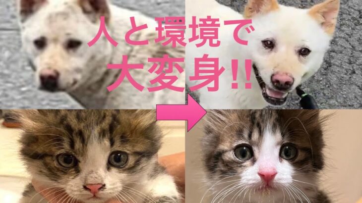 【150】威嚇連発の保護子猫、痩せ怯えていた放浪犬が保護数日で見違える姿に☆もし迷い犬猫を発見したら、飼い犬猫が不明になったらどうすべき？！