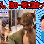 【おもしろ動画】イッヌさん、猫の一撃に固まってしまう【2chおもしろスレ】