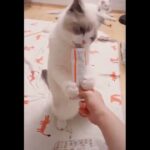 「絶対笑う」最高におもしろ 猫のハプニング, 失敗動画集・かわいい猫 #34