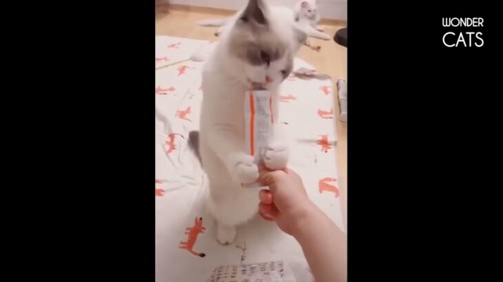 「絶対笑う」最高におもしろ 猫のハプニング, 失敗動画集・かわいい猫 #34