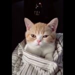 「絶対笑う」最高におもしろ 猫のハプニング, 失敗動画集・かわいい猫 #4