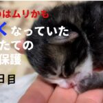 冷たくなっていた子猫の保護、4日目