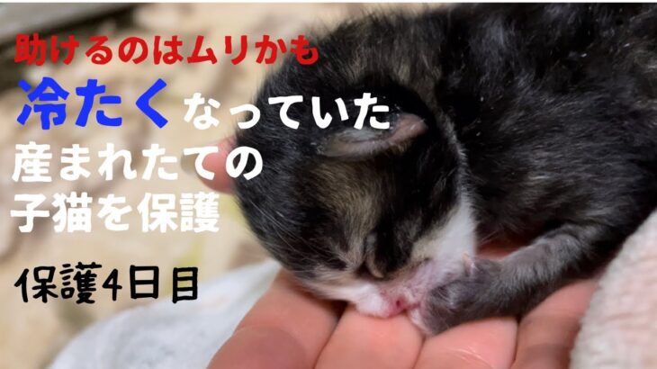 冷たくなっていた子猫の保護、4日目