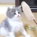 超やんちゃな生後60日の子猫の里親になりました