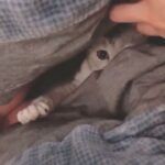 「絶対笑う」最高におもしろ 猫のハプニング, 失敗動画集・かわいい猫 #67