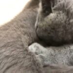 「絶対笑う」最高におもしろ 猫のハプニング, 失敗動画集・かわいい猫 #68