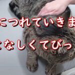 【猫動画】#7　病院でおとなしすぎ！猫ってもっと暴れるんじゃないの？　キジトラ　猫　癒し