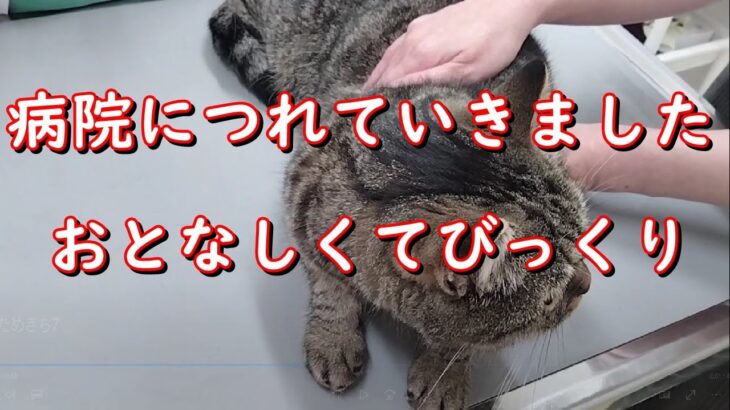 【猫動画】#7　病院でおとなしすぎ！猫ってもっと暴れるんじゃないの？　キジトラ　猫　癒し